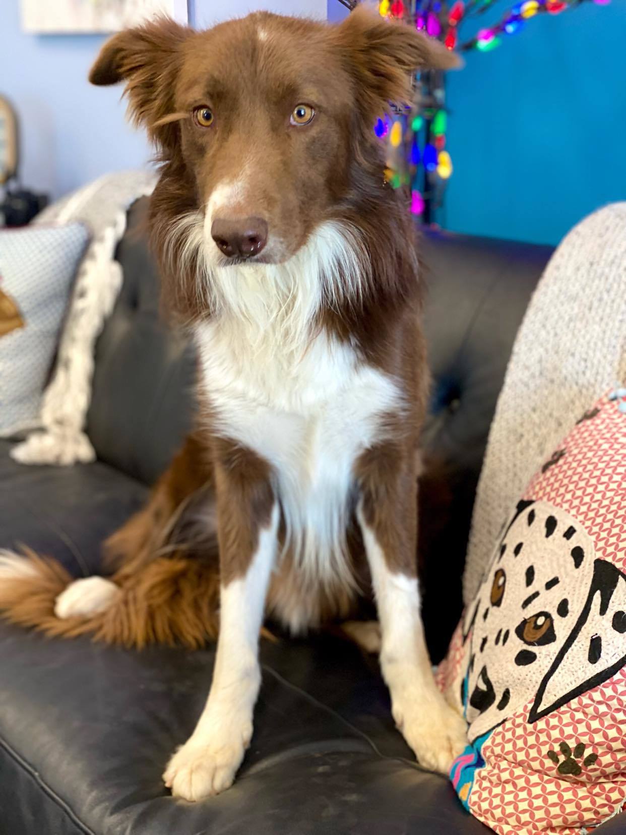 Max, an adoptable Border Collie in San Angelo , TX, 76904 | Photo Image 4