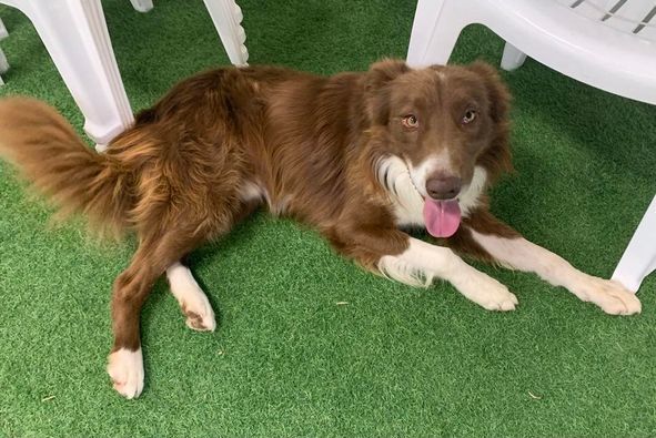 Max, an adoptable Border Collie in San Angelo , TX, 76904 | Photo Image 5