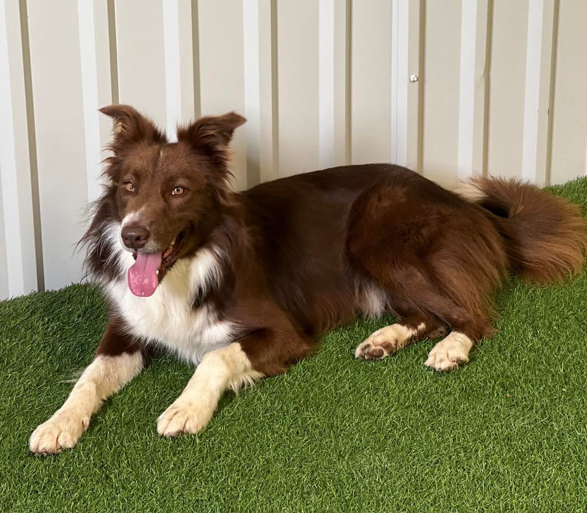 Max, an adoptable Border Collie in San Angelo , TX, 76904 | Photo Image 6