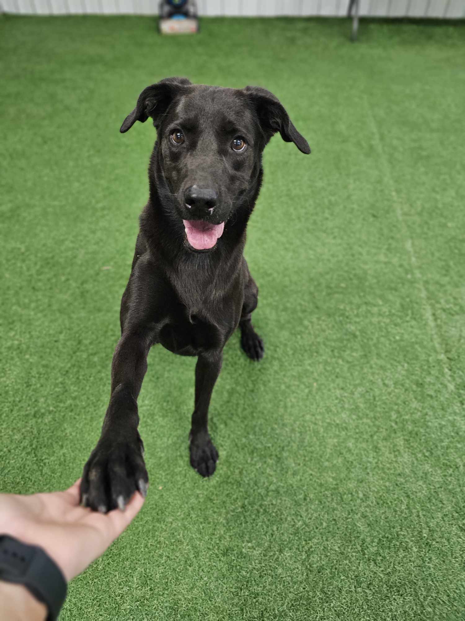 Jazz, an adoptable Labrador Retriever in San Angelo , TX, 76904 | Photo Image 1