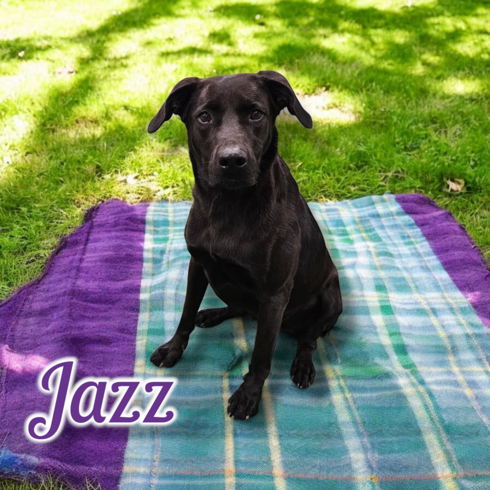 Jazz, an adoptable Labrador Retriever in San Angelo , TX, 76904 | Photo Image 1