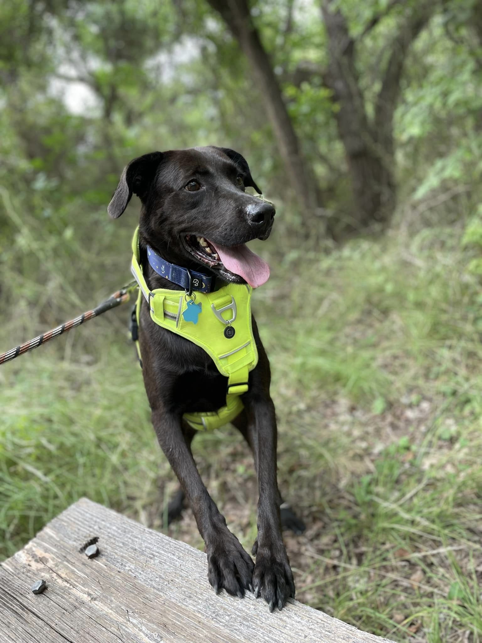 Jazz, an adoptable Labrador Retriever in San Angelo , TX, 76904 | Photo Image 2