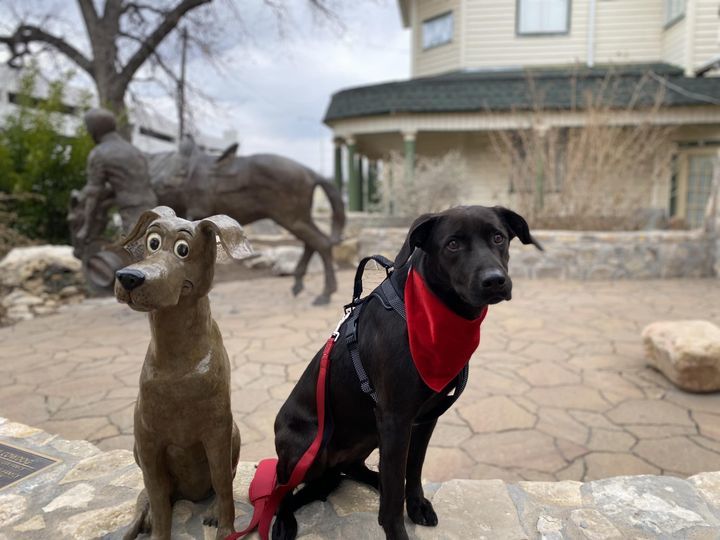 Jazz, an adoptable Labrador Retriever in San Angelo , TX, 76904 | Photo Image 3