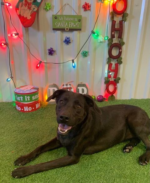 Jazz, an adoptable Labrador Retriever in San Angelo , TX, 76904 | Photo Image 4