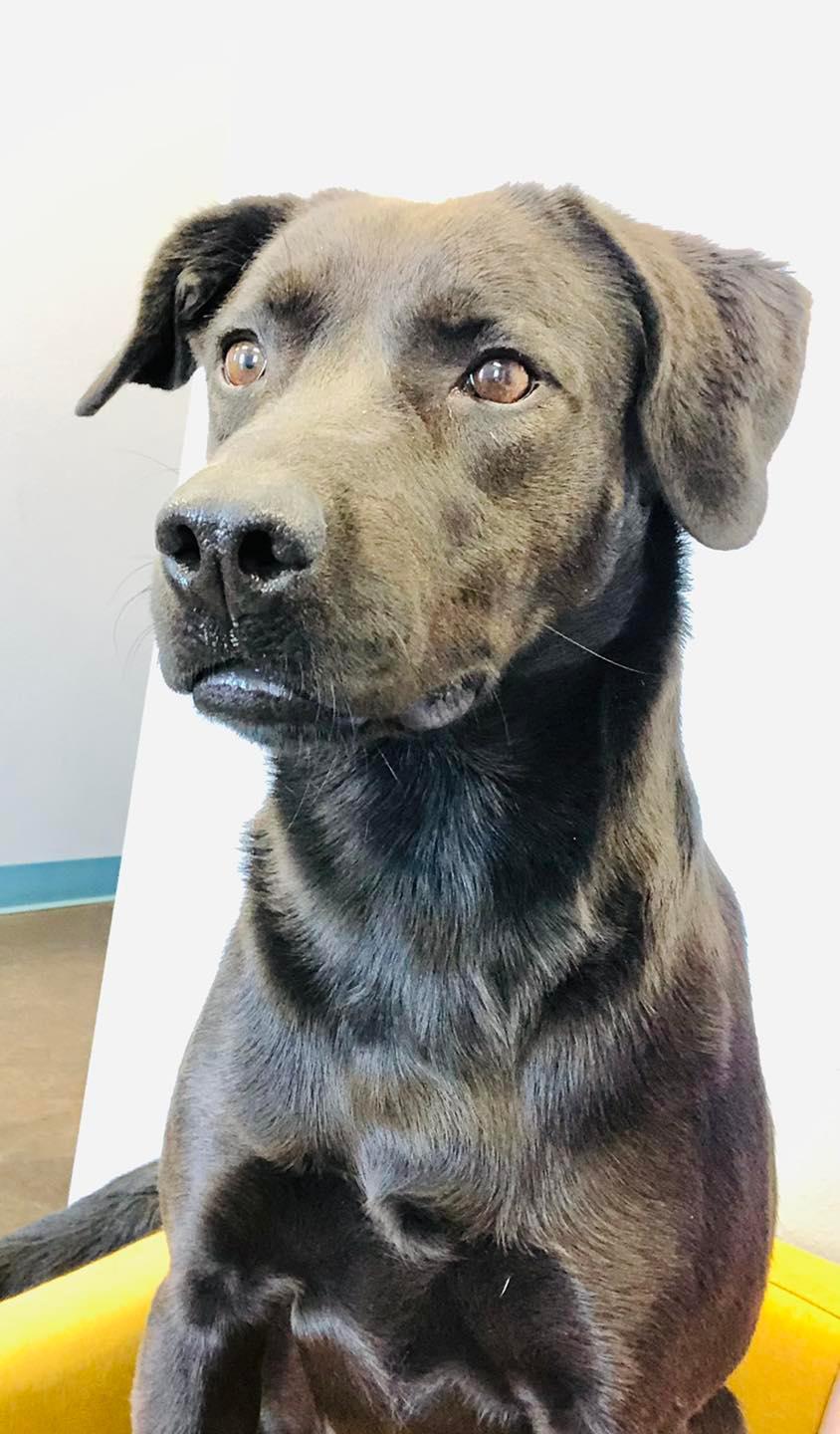 Jazz, an adoptable Labrador Retriever in San Angelo , TX, 76904 | Photo Image 6