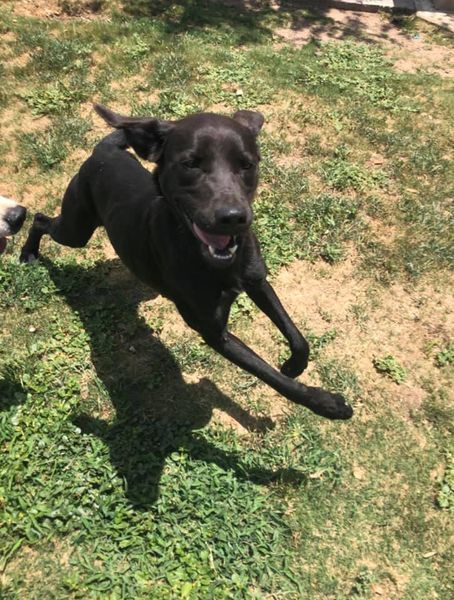 Jazz, an adoptable Labrador Retriever in San Angelo , TX, 76904 | Photo Image 6