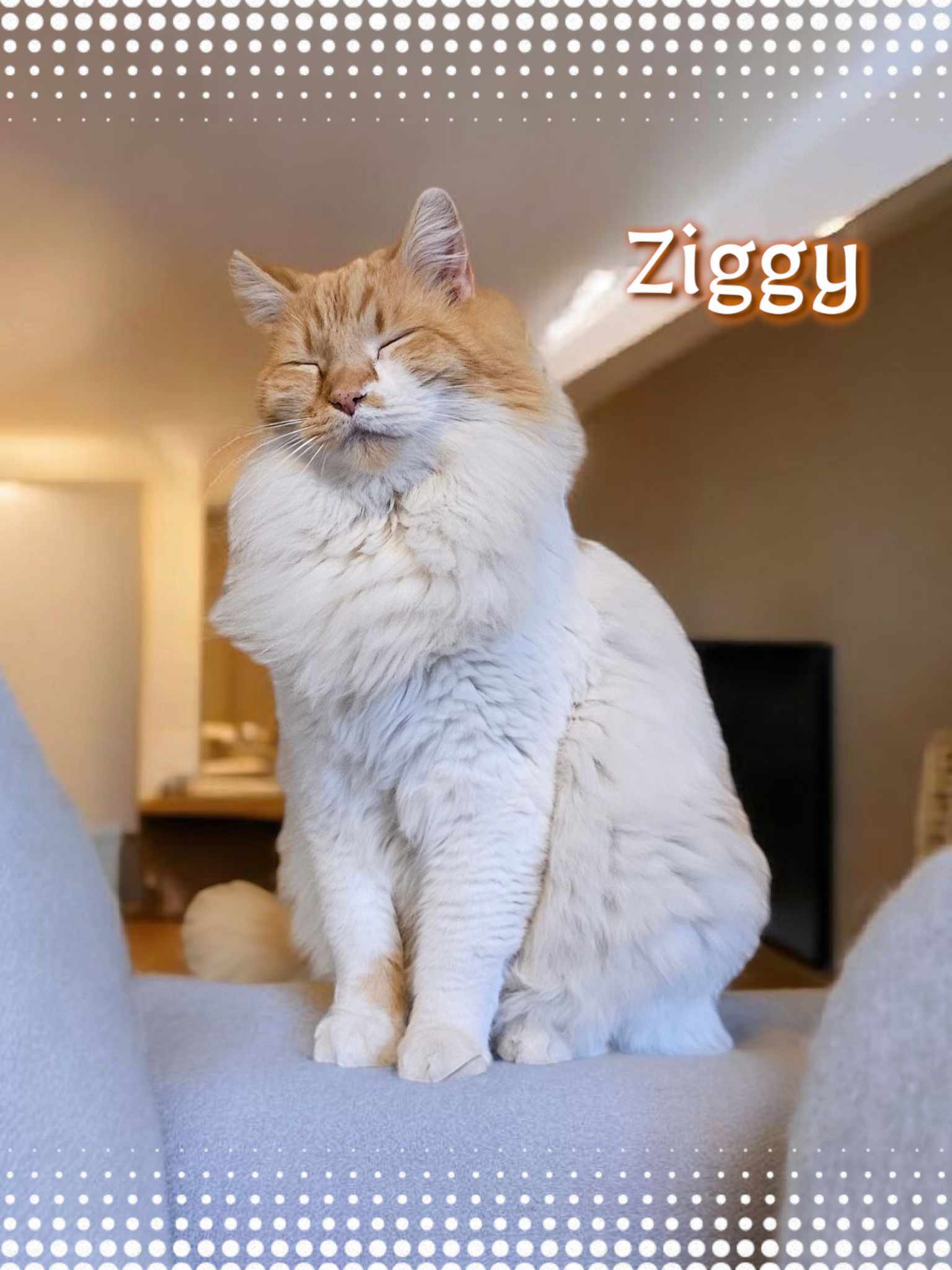 Ziggy, an adoptable Domestic Medium Hair in San Angelo , TX, 76904 | Photo Image 1