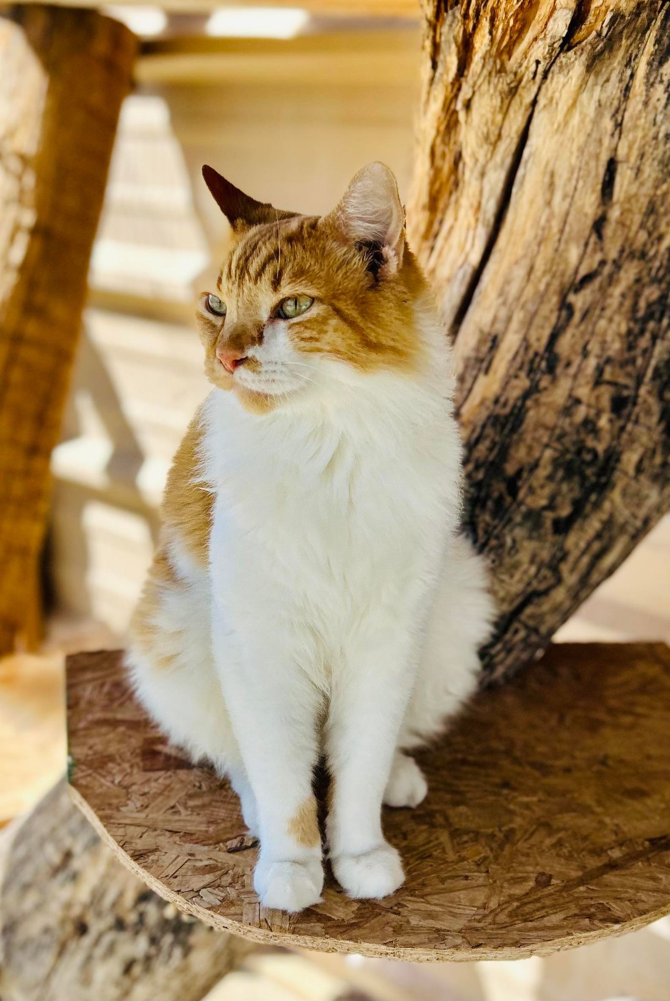 Ziggy, an adoptable Domestic Medium Hair in San Angelo , TX, 76904 | Photo Image 2