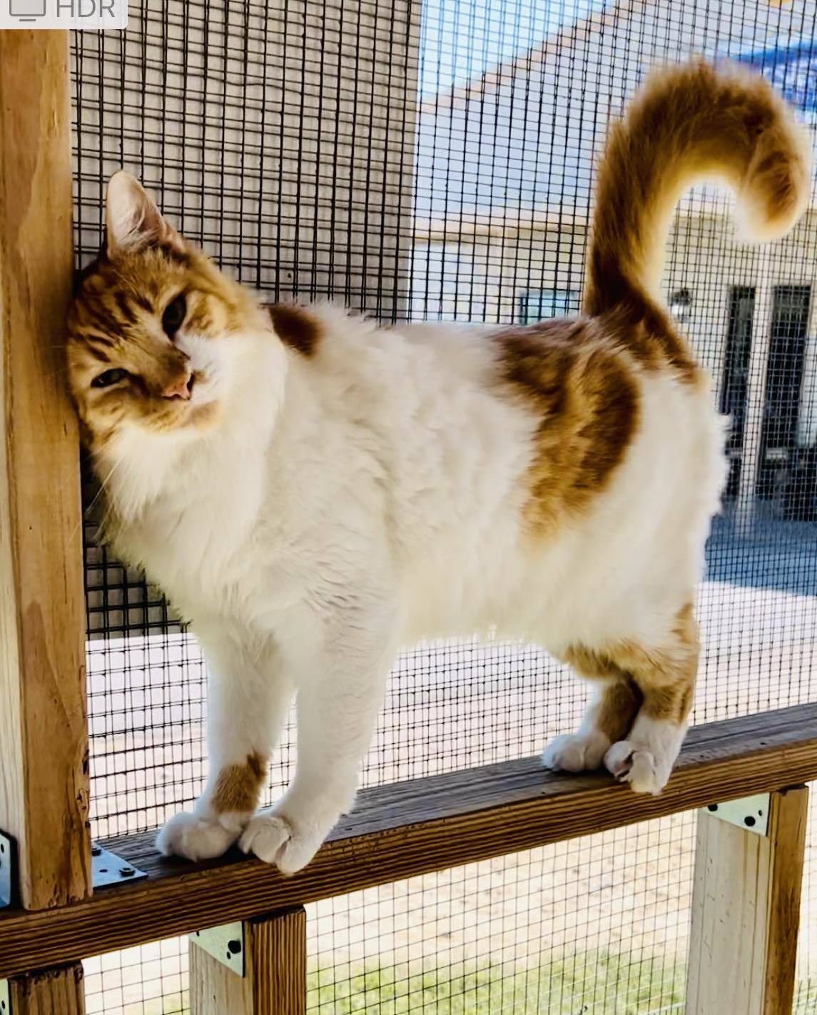 Ziggy, an adoptable Domestic Medium Hair in San Angelo , TX, 76904 | Photo Image 3