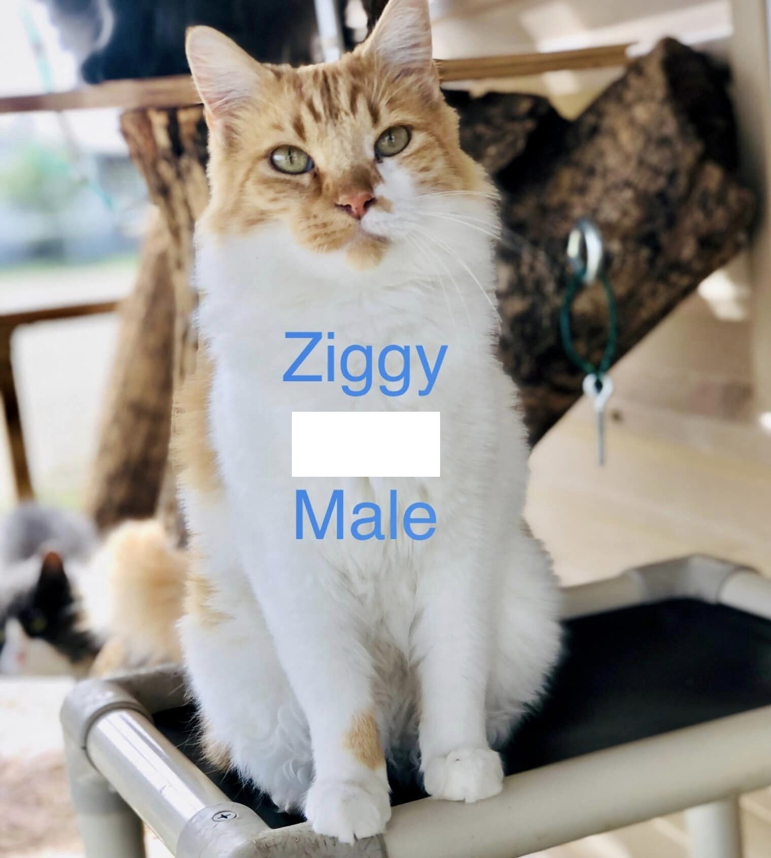 Ziggy, an adoptable Domestic Medium Hair in San Angelo , TX, 76904 | Photo Image 4