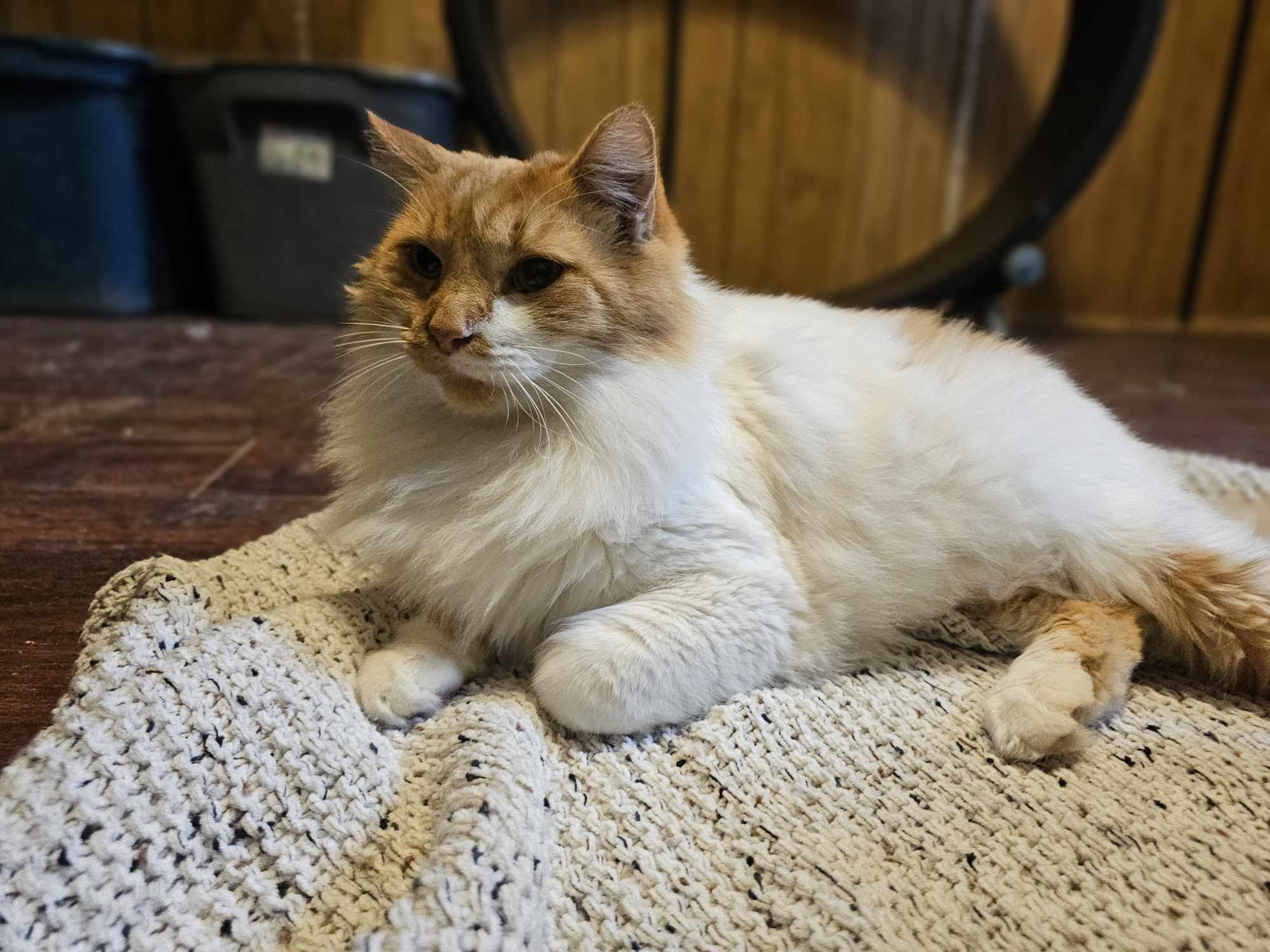 Ziggy, an adoptable Domestic Medium Hair in San Angelo , TX, 76904 | Photo Image 5