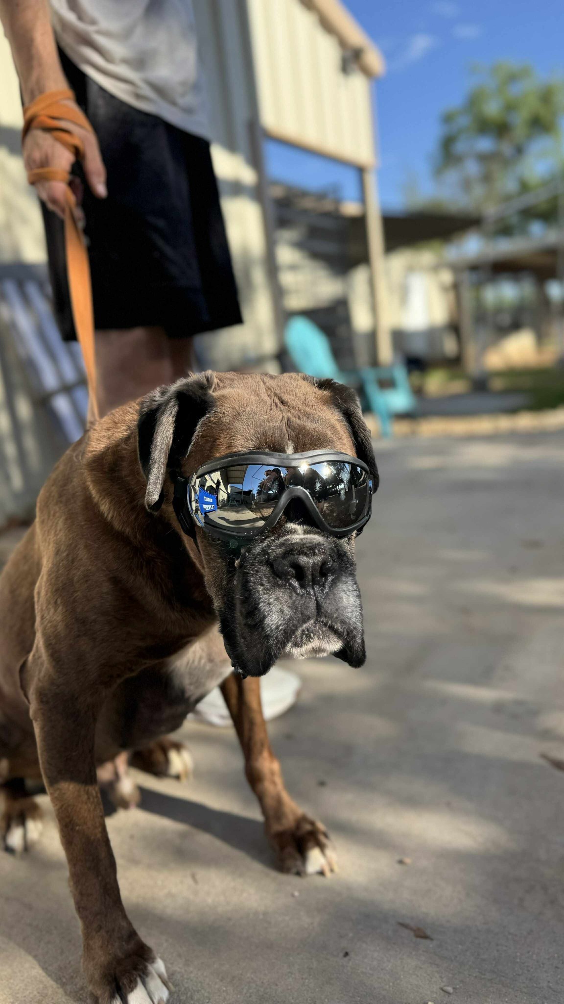 Chip, an adoptable Boxer in San Angelo , TX, 76904 | Photo Image 1