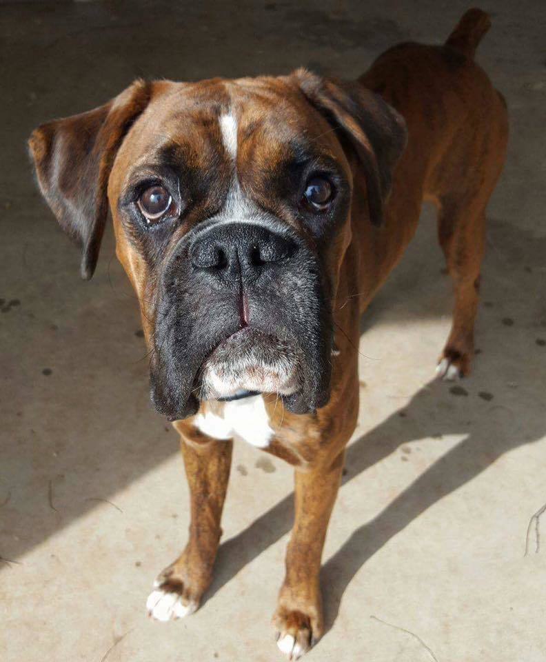 Chip, an adoptable Boxer in San Angelo , TX, 76904 | Photo Image 2