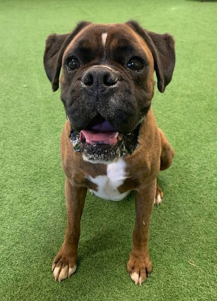Chip, an adoptable Boxer in San Angelo , TX, 76904 | Photo Image 3