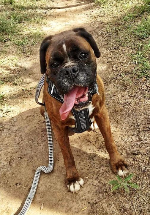 Chip, an adoptable Boxer in San Angelo , TX, 76904 | Photo Image 4