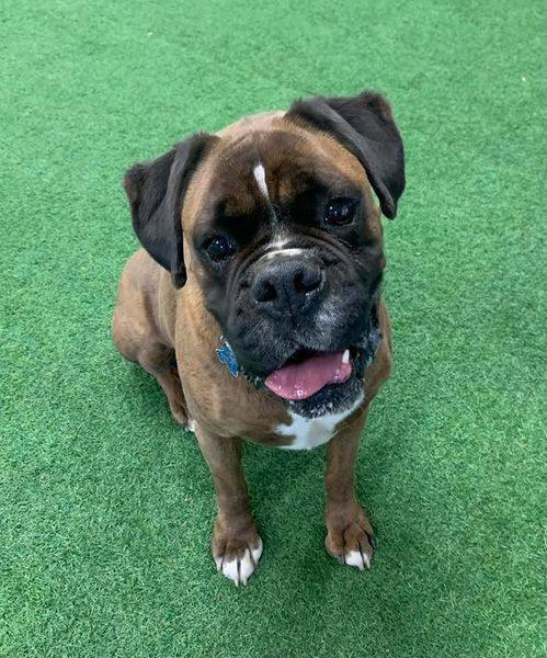 Chip, an adoptable Boxer in San Angelo , TX, 76904 | Photo Image 5