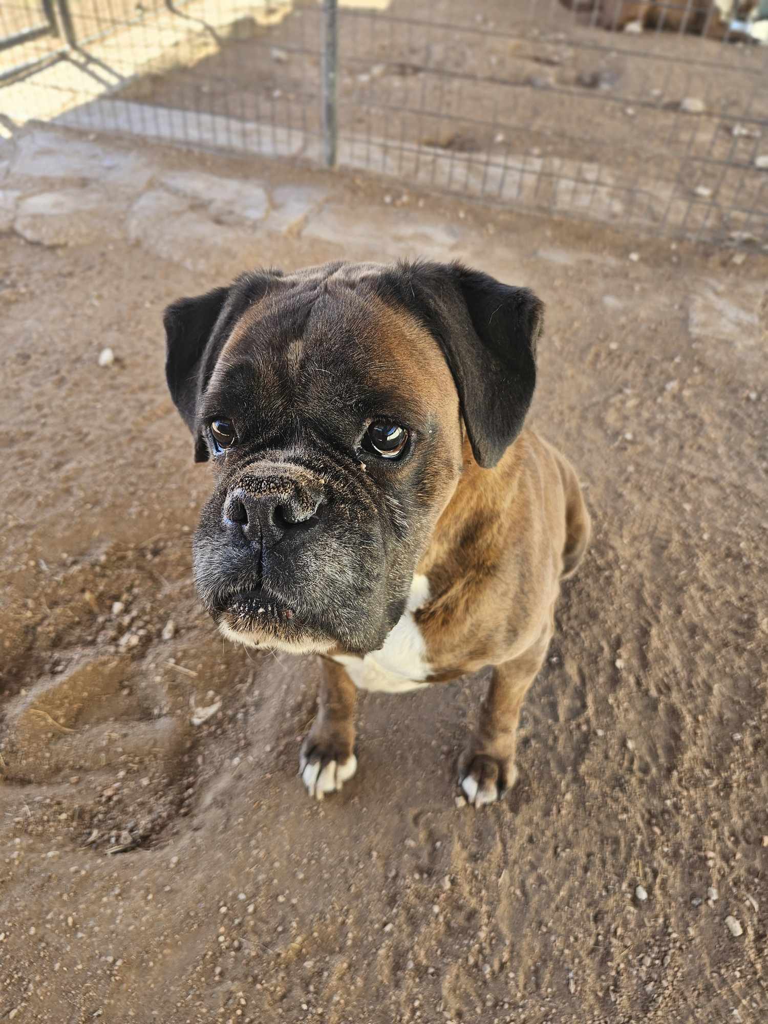 Chip, an adoptable Boxer in San Angelo , TX, 76904 | Photo Image 6