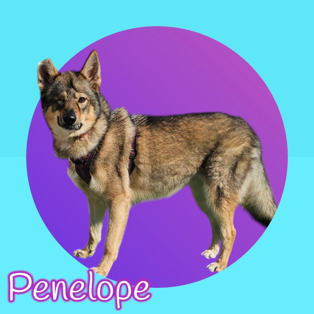 Penelope, an adoptable Husky, German Shepherd Dog in San Angelo , TX, 76904 | Photo Image 1