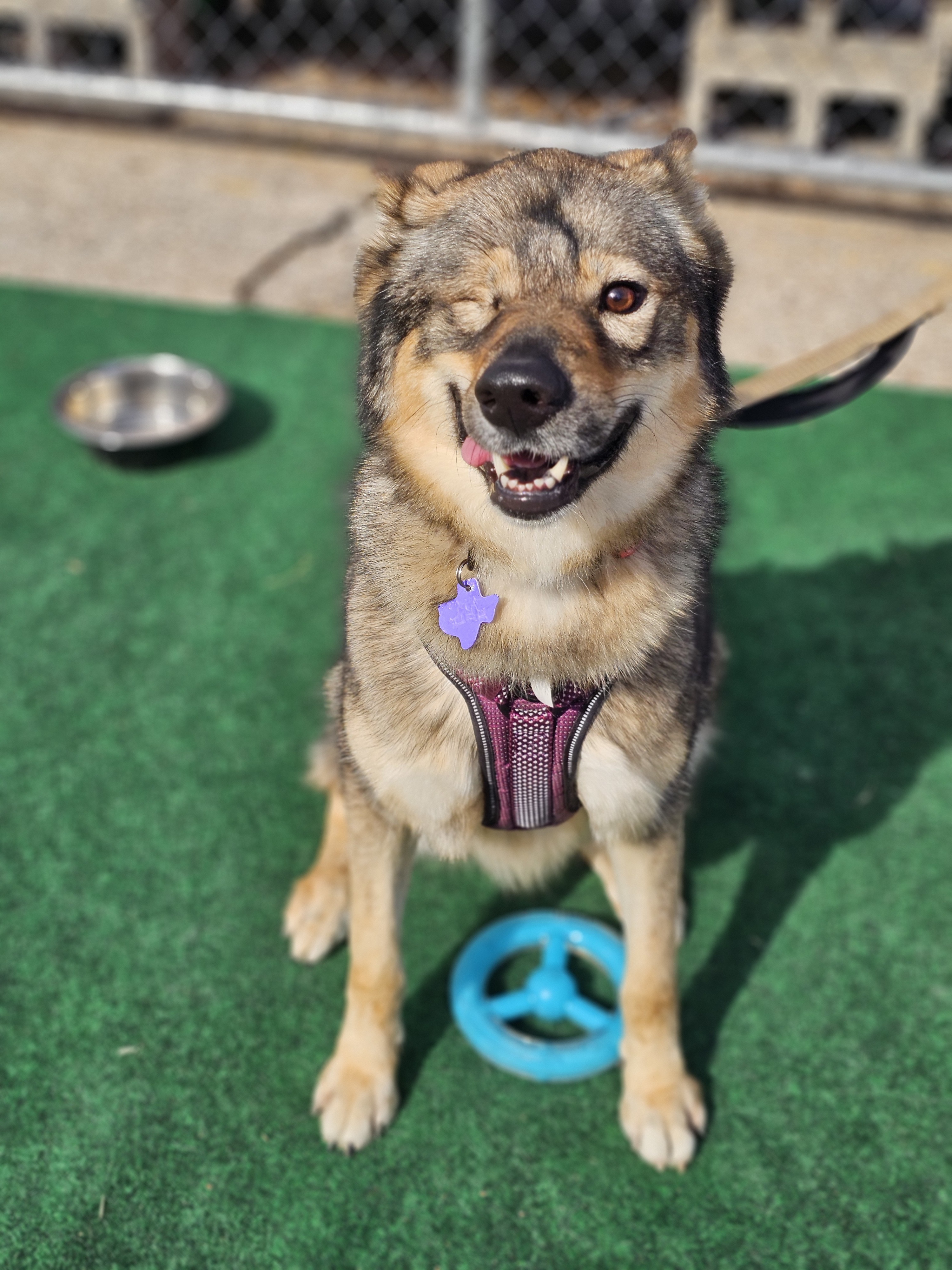 Penelope, an adoptable Husky, German Shepherd Dog in San Angelo , TX, 76904 | Photo Image 2