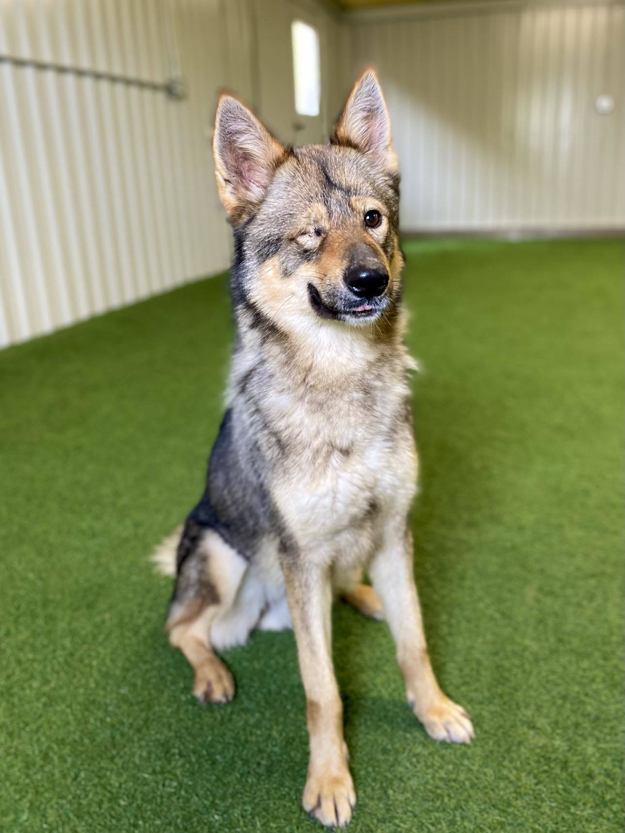 Penelope, an adoptable Husky, German Shepherd Dog in San Angelo , TX, 76904 | Photo Image 3