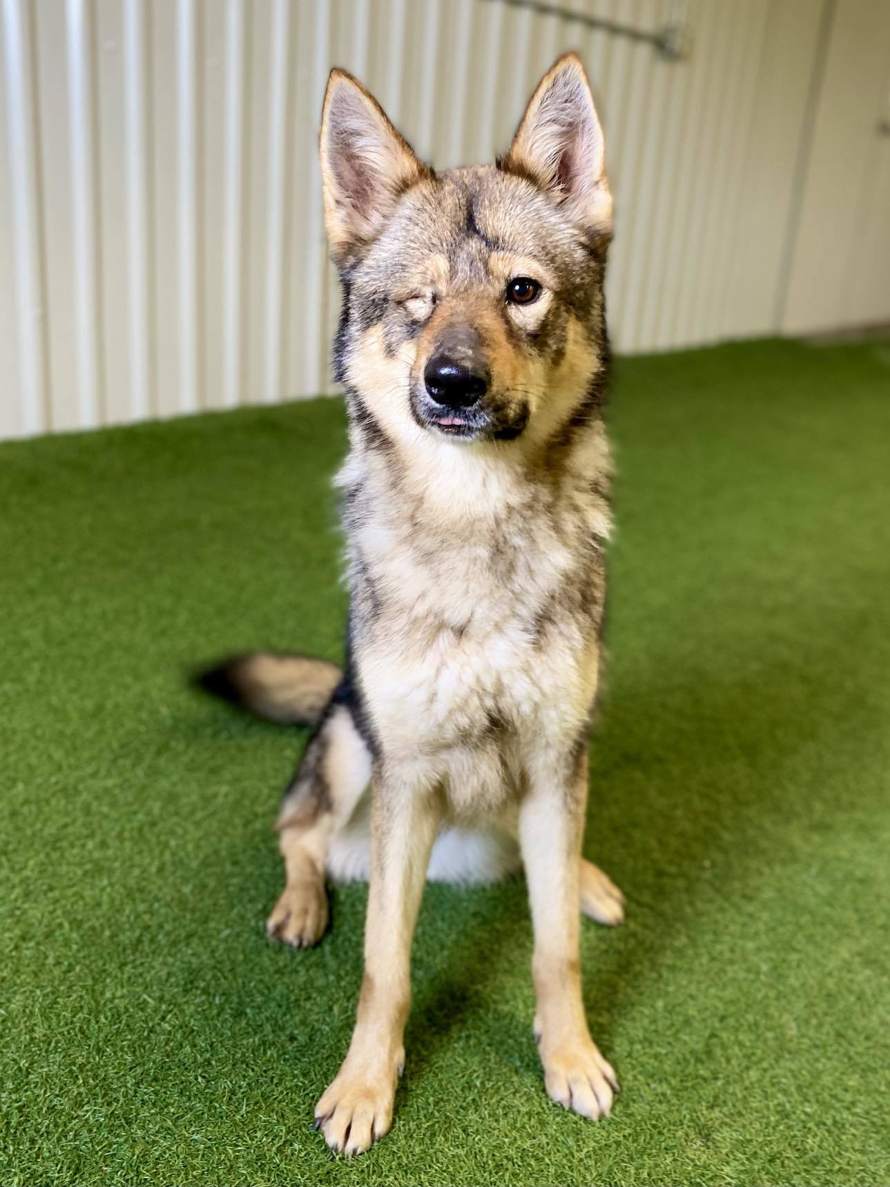 Penelope, an adoptable Husky, German Shepherd Dog in San Angelo , TX, 76904 | Photo Image 5