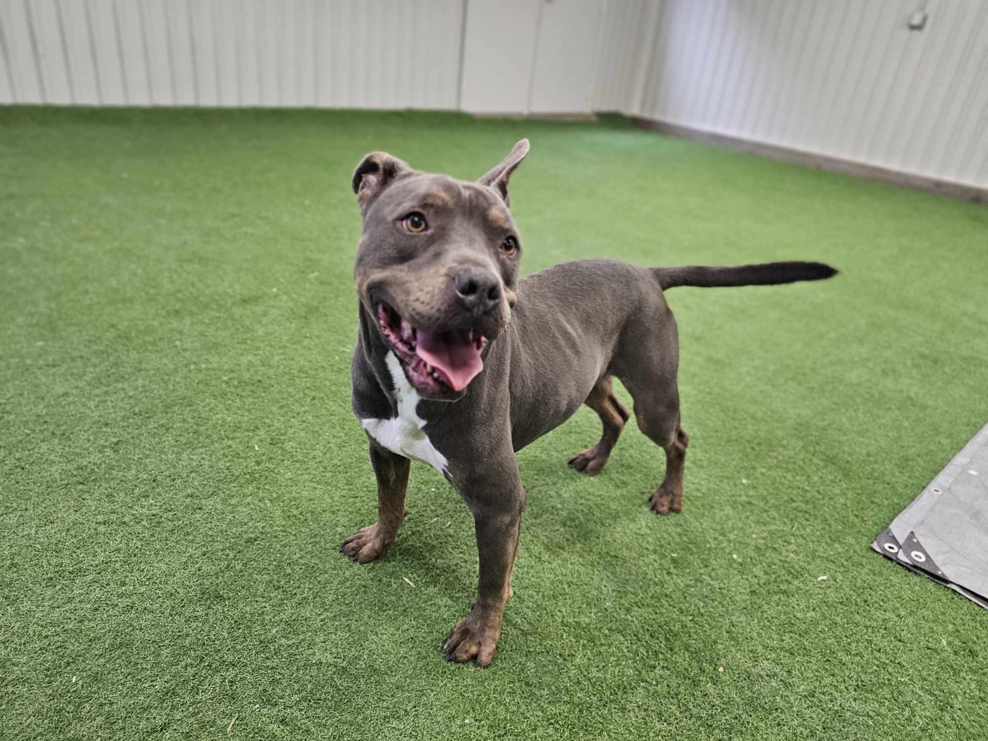 Diego, an adoptable American Staffordshire Terrier in San Angelo , TX, 76904 | Photo Image 2