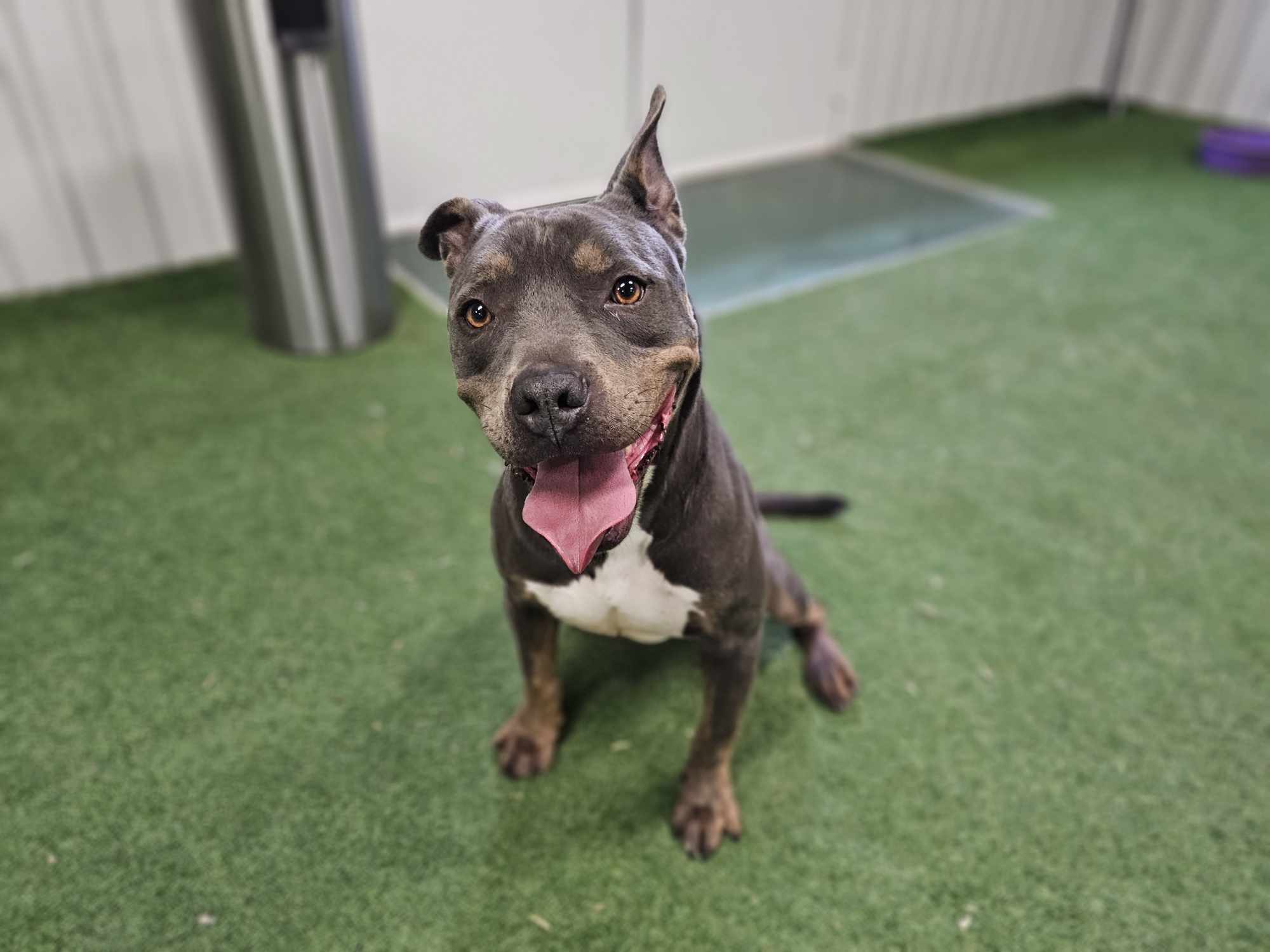 Diego, an adoptable American Staffordshire Terrier in San Angelo , TX, 76904 | Photo Image 3