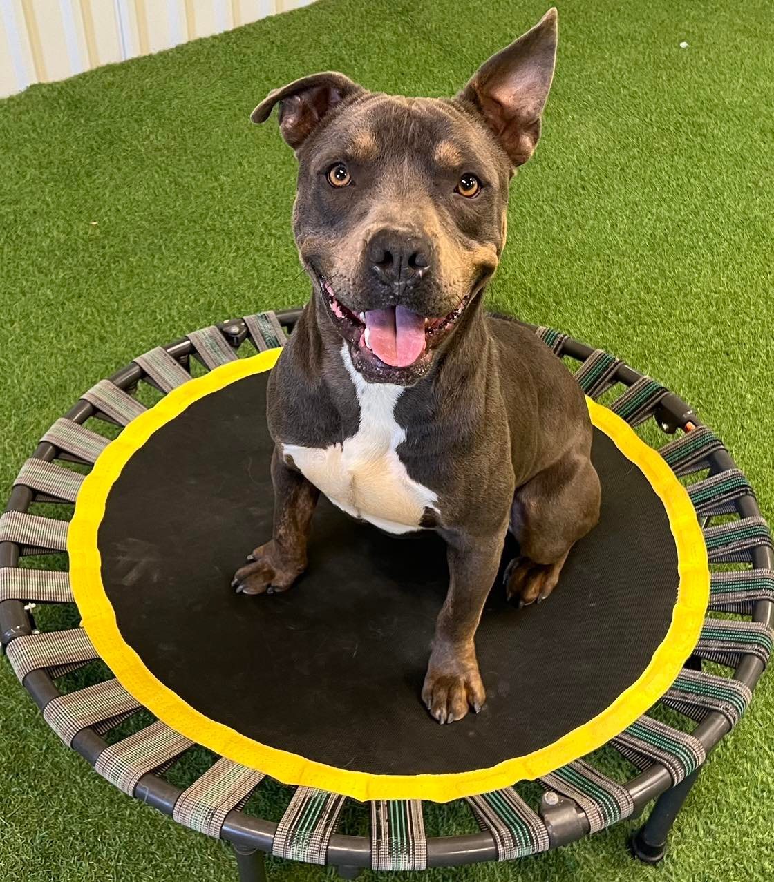 Diego, an adoptable American Staffordshire Terrier in San Angelo , TX, 76904 | Photo Image 4