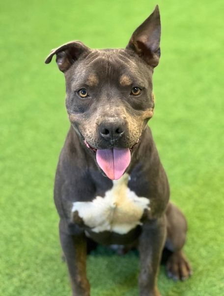 Diego, an adoptable American Staffordshire Terrier in San Angelo , TX, 76904 | Photo Image 5