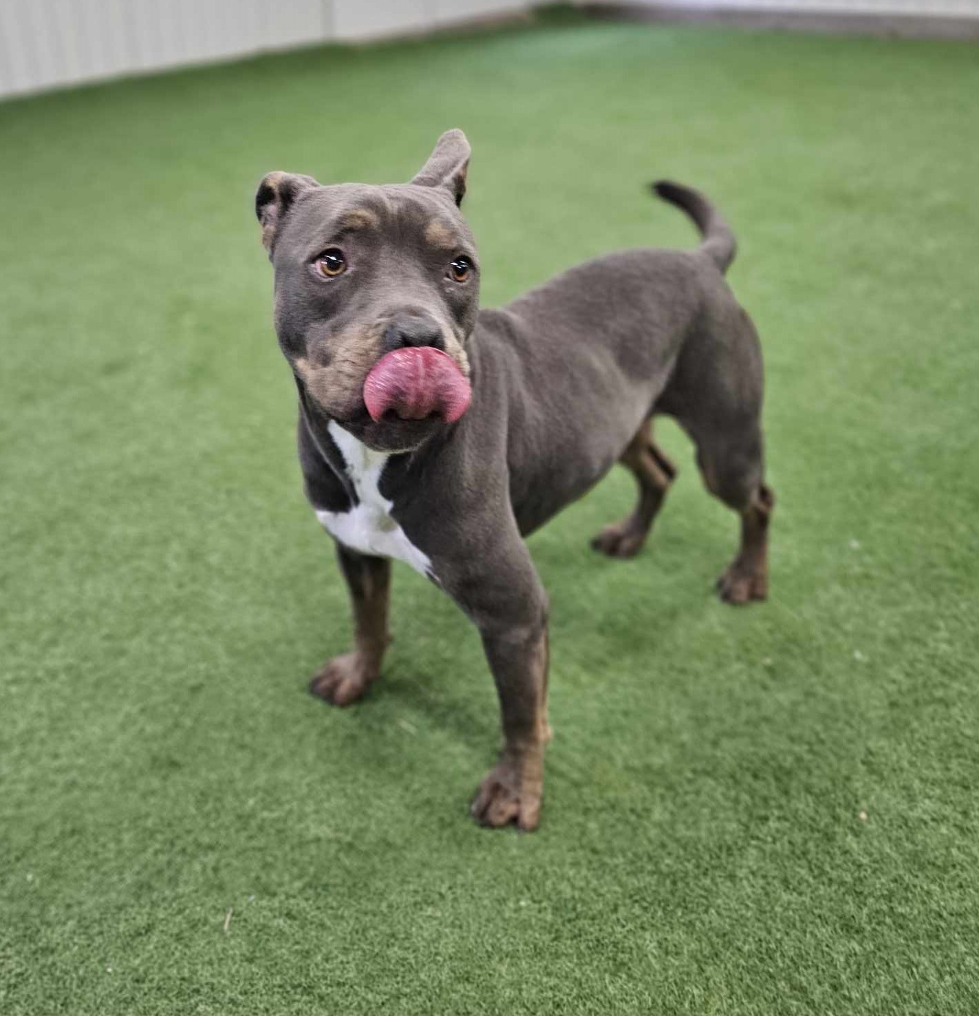 Diego, an adoptable American Staffordshire Terrier in San Angelo , TX, 76904 | Photo Image 6