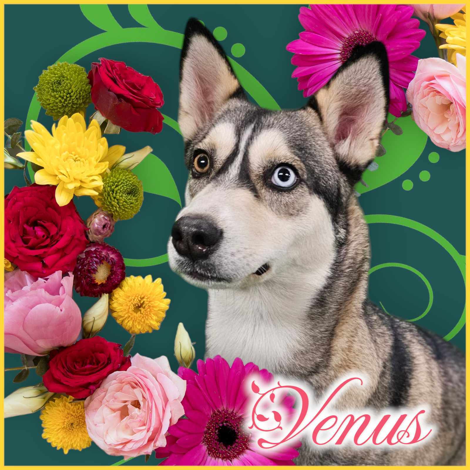 Venus, an adoptable Husky in San Angelo , TX, 76904 | Photo Image 1