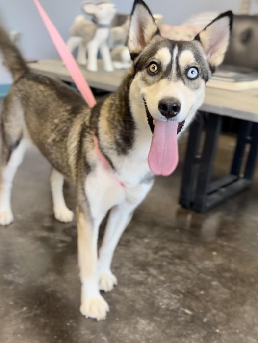 Venus, an adoptable Husky in San Angelo , TX, 76904 | Photo Image 3