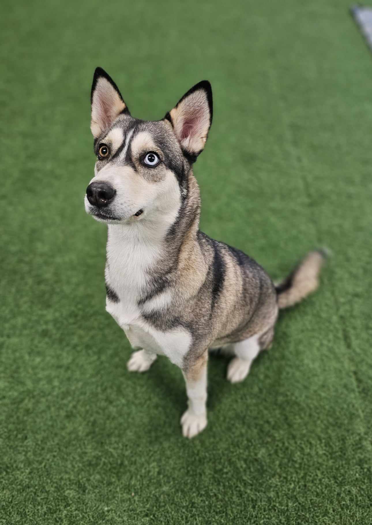 Venus, an adoptable Husky in San Angelo , TX, 76904 | Photo Image 4
