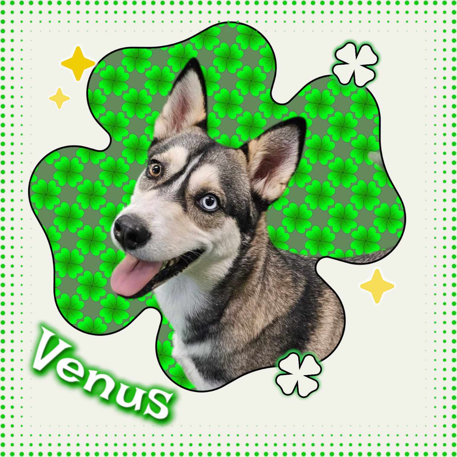 Venus, an adoptable Husky in San Angelo , TX, 76904 | Photo Image 5