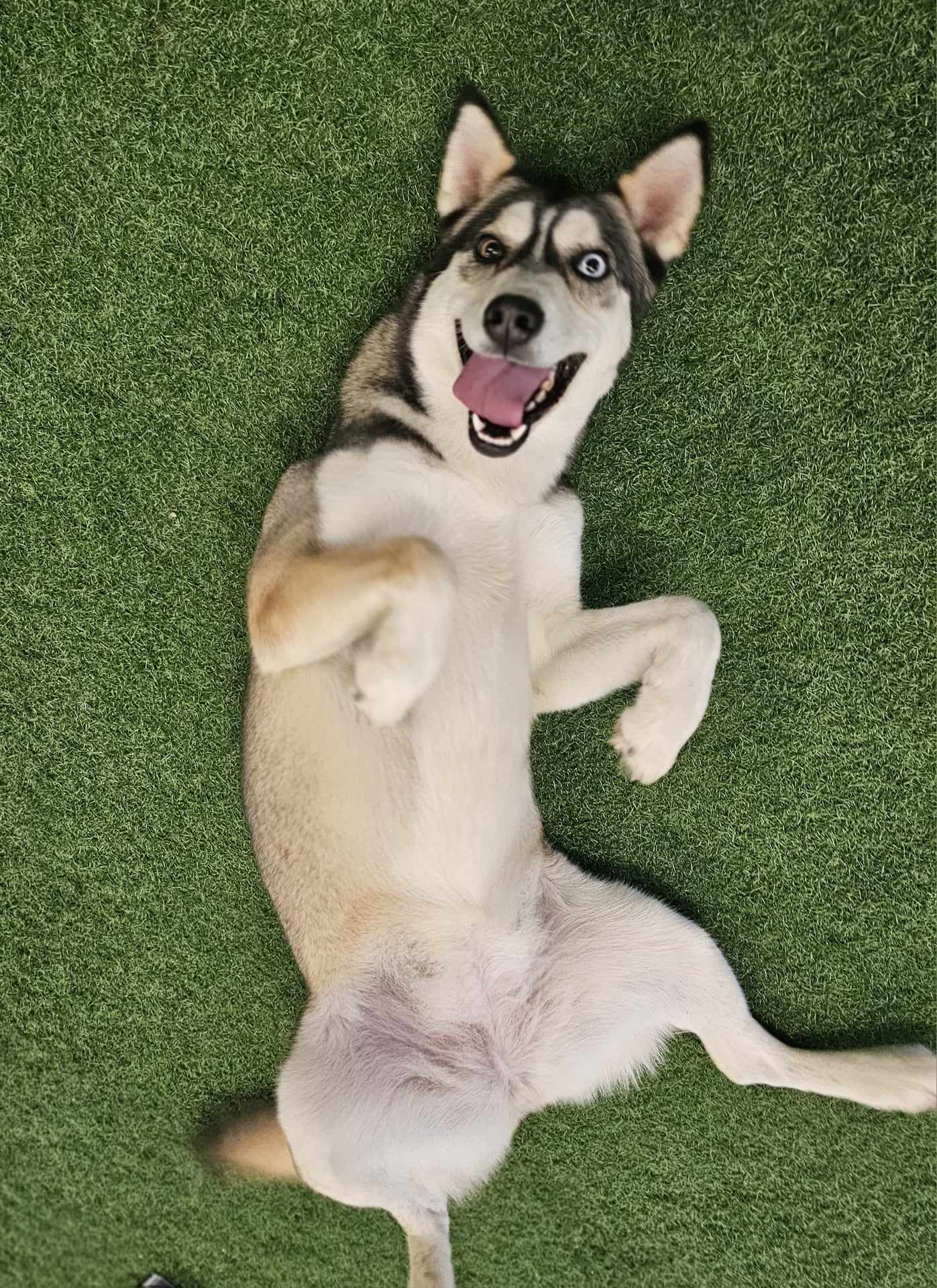 Venus, an adoptable Husky in San Angelo , TX, 76904 | Photo Image 6