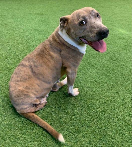 Mariposa, an adoptable Pit Bull Terrier, American Bulldog in San Angelo , TX, 76904 | Photo Image 1