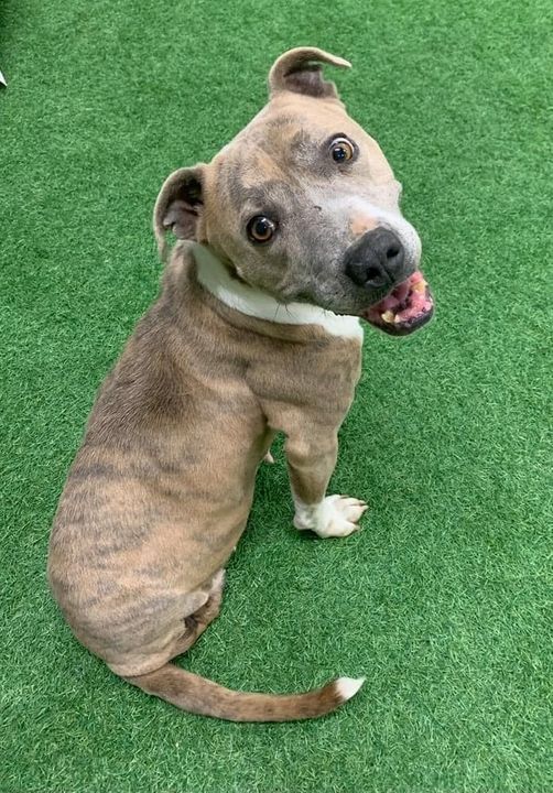 Mariposa, an adoptable Pit Bull Terrier, American Bulldog in San Angelo , TX, 76904 | Photo Image 2