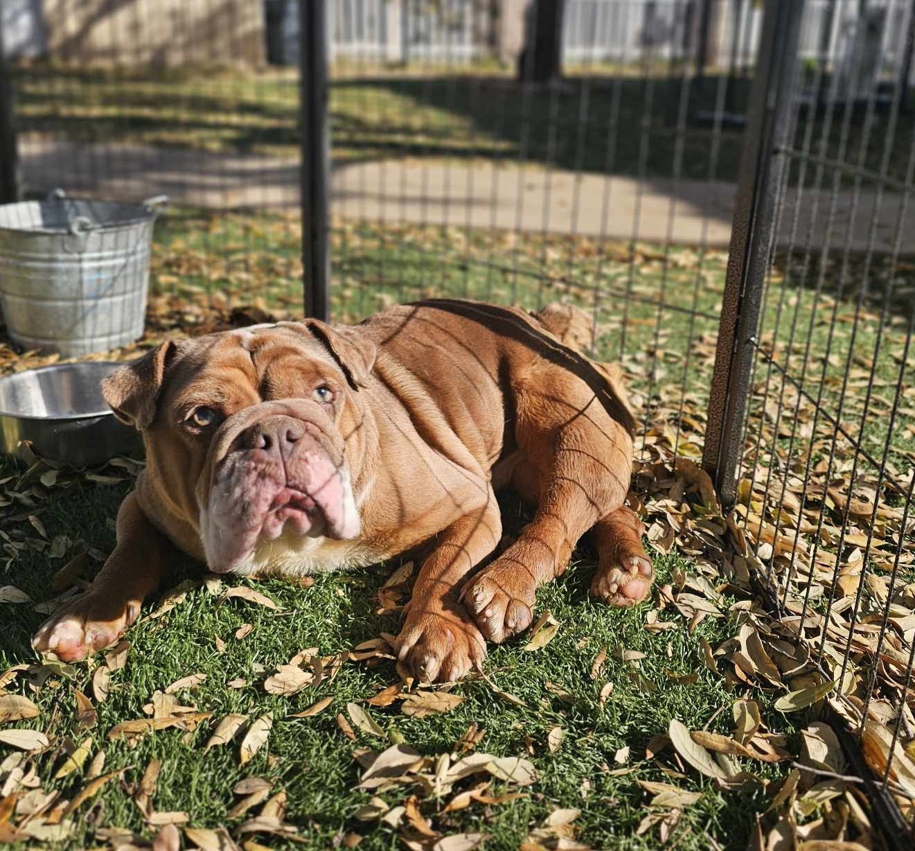 Pierre, an adoptable English Bulldog in San Angelo , TX, 76904 | Photo Image 2