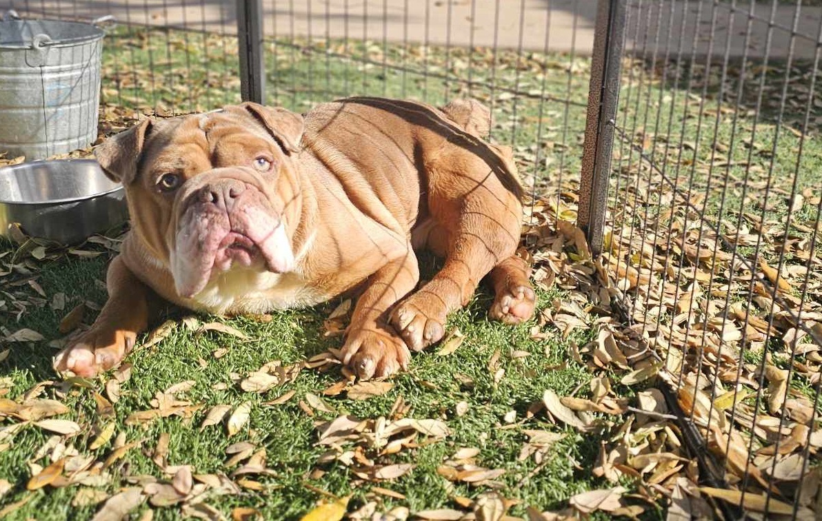 Pierre, an adoptable English Bulldog in San Angelo , TX, 76904 | Photo Image 3