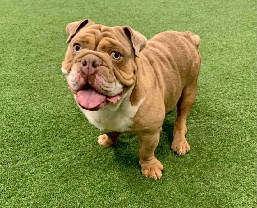 Pierre, an adoptable English Bulldog in San Angelo , TX, 76904 | Photo Image 4