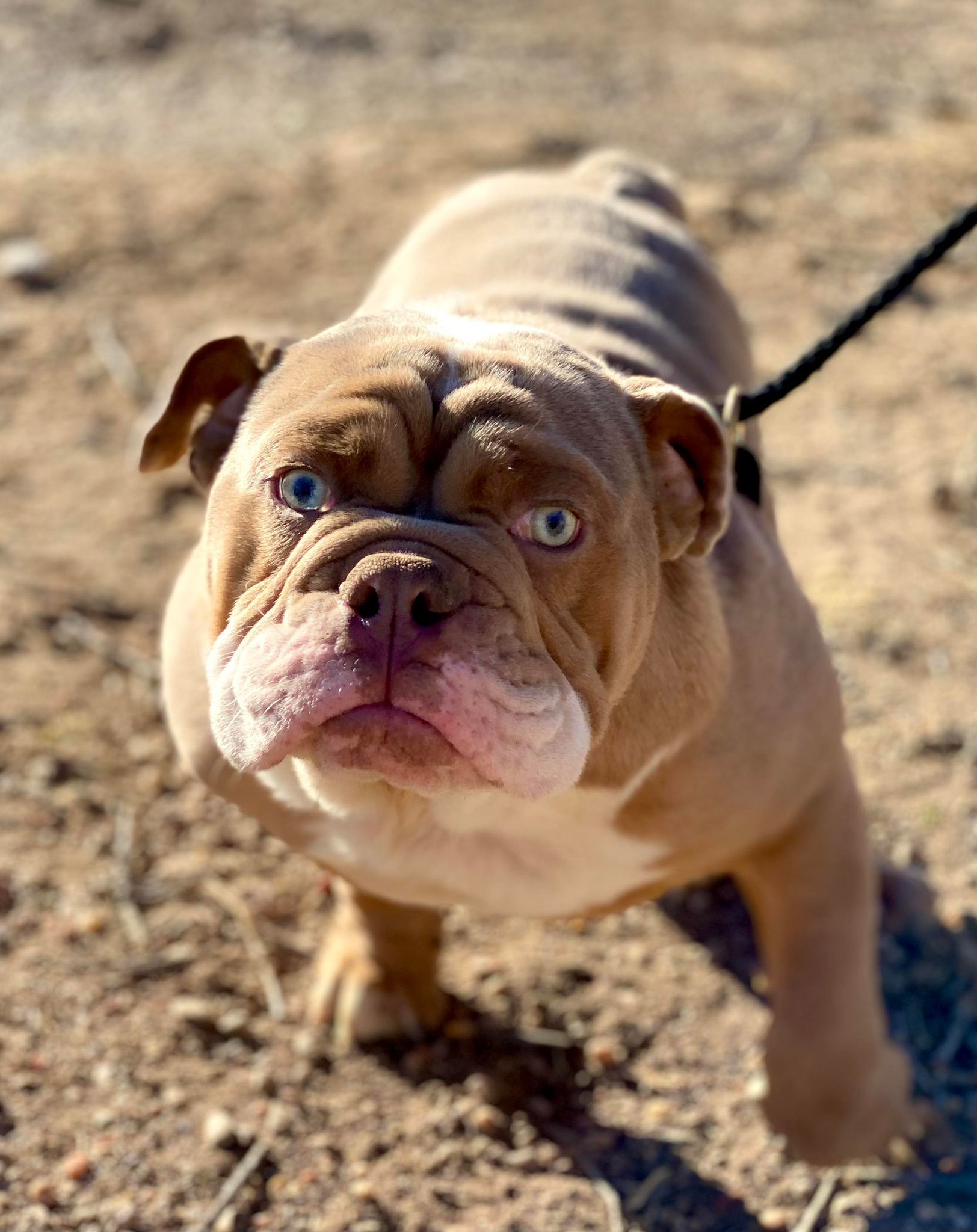 Pierre, an adoptable English Bulldog in San Angelo , TX, 76904 | Photo Image 5
