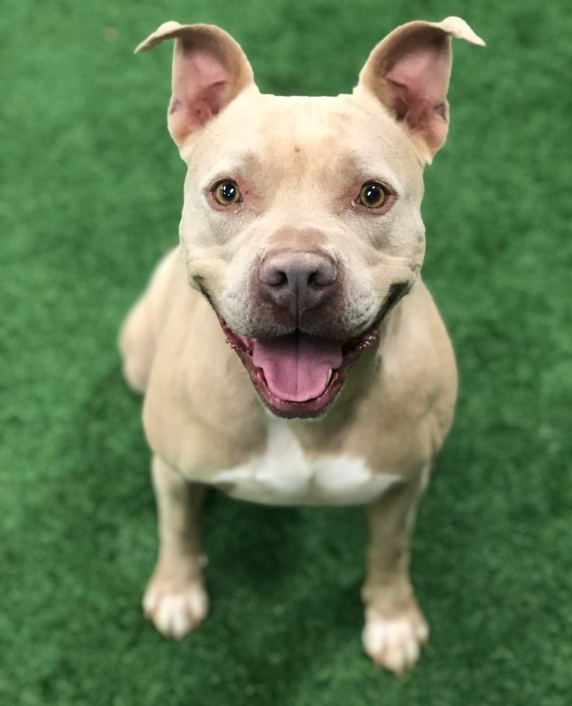 Gracie, an adoptable American Staffordshire Terrier in San Angelo , TX, 76904 | Photo Image 1