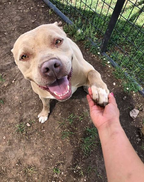 Gracie, an adoptable American Staffordshire Terrier in San Angelo , TX, 76904 | Photo Image 2