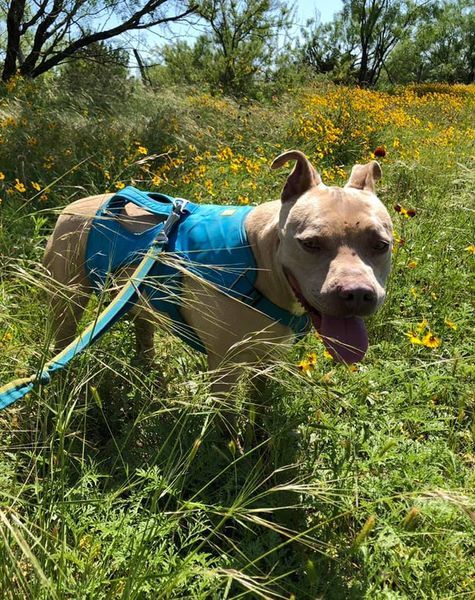 Gracie, an adoptable American Staffordshire Terrier in San Angelo , TX, 76904 | Photo Image 3