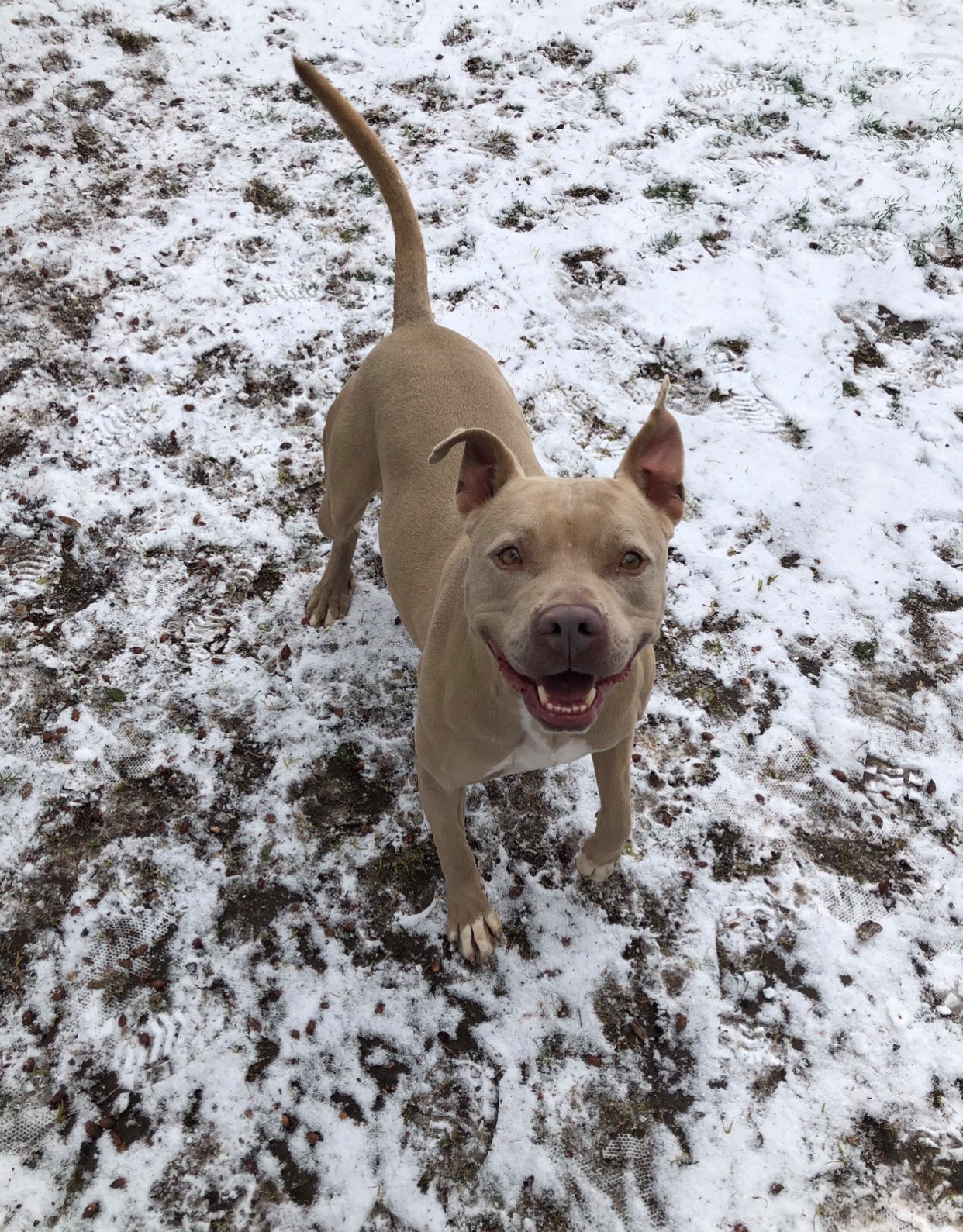 Gracie, an adoptable American Staffordshire Terrier in San Angelo , TX, 76904 | Photo Image 4