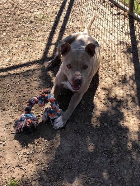 Gracie, an adoptable American Staffordshire Terrier in San Angelo , TX, 76904 | Photo Image 5