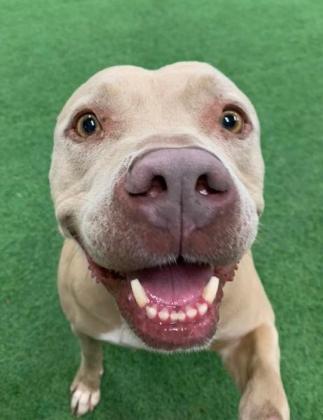 Gracie, an adoptable American Staffordshire Terrier in San Angelo , TX, 76904 | Photo Image 6