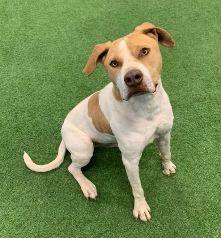 Ranger, an adoptable Pit Bull Terrier, Australian Cattle Dog / Blue Heeler in San Angelo , TX, 76904 | Photo Image 1