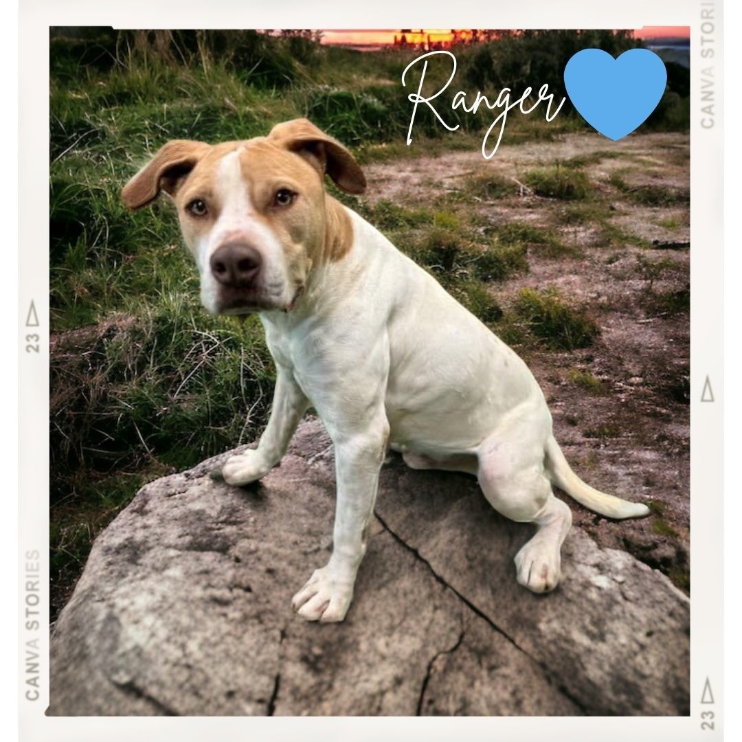 Ranger, an adoptable Pit Bull Terrier, Australian Cattle Dog / Blue Heeler in San Angelo , TX, 76904 | Photo Image 2