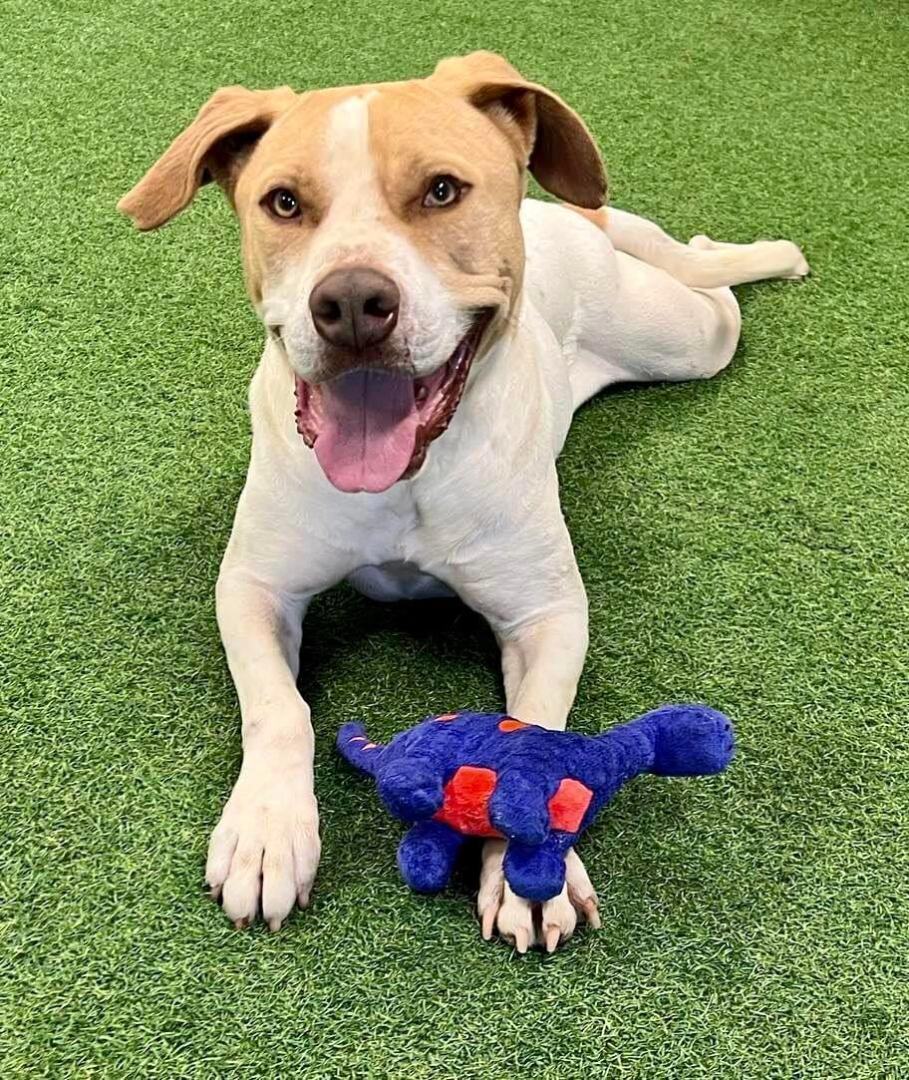 Ranger, an adoptable Pit Bull Terrier, Australian Cattle Dog / Blue Heeler in San Angelo , TX, 76904 | Photo Image 3